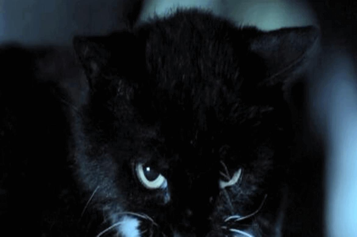 短篇鬼故事：奇怪的猫叫声，深夜从楼道传来，太恐怖了