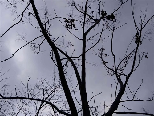 故事:村庄上经常闹鬼,每次闹鬼,村庄上就少一些畜禽