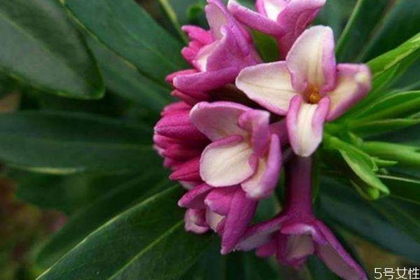 瑞香花的花语是什么呢 瑞香花的种植需要注意什么呢 瑞香花的花语是什么呢 瑞香花的种植需要注意什么呢