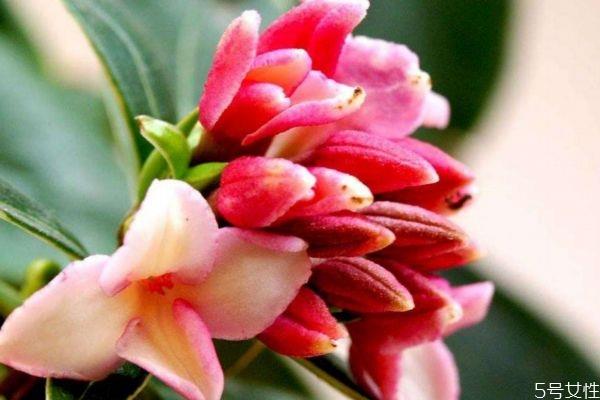 瑞香花的花语是什么呢 瑞香花的种植需要注意什么呢 瑞香花的花语是什么呢 瑞香花的种植需要注意什么呢