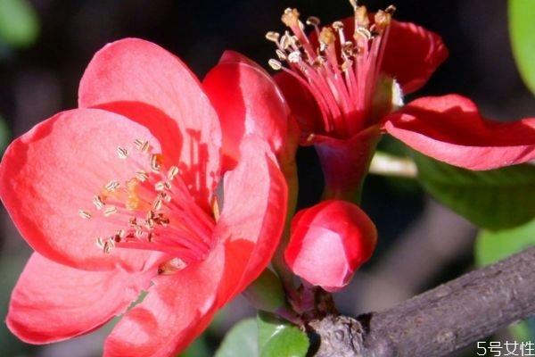 什么是贴根海棠呢 贴根海棠有什么种类呢 什么是贴根海棠呢 贴根海棠有什么种类呢