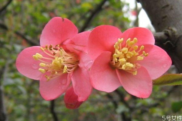 什么是贴根海棠呢 贴根海棠有什么种类呢 什么是贴根海棠呢 贴根海棠有什么种类呢