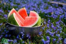 五月份的西瓜孕妇能吃吗?5月份的西瓜孕妇可以吃吗? 五月份的西瓜孕妇能吃吗?5月份的西瓜孕妇可以吃吗?