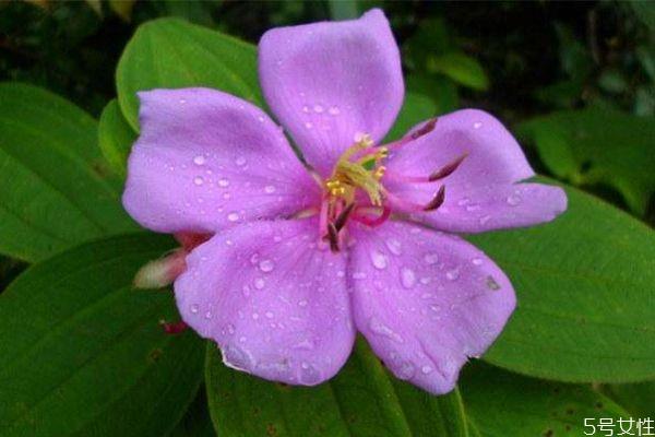 野牡丹是一种什么植物呢 野牡丹有什么作用呢 野牡丹是一种什么植物呢 野牡丹有什么作用呢