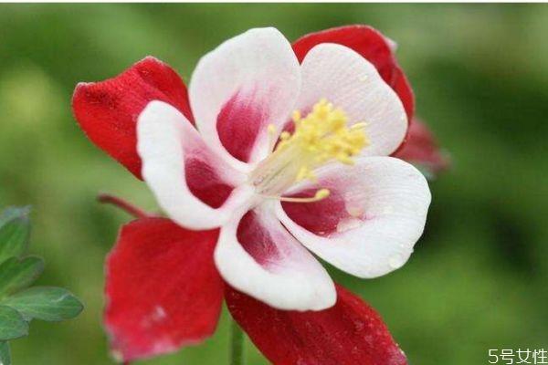 依米花是一种什么植物呢 依米花有什么作用呢 依米花是一种什么植物呢 依米花有什么作用呢