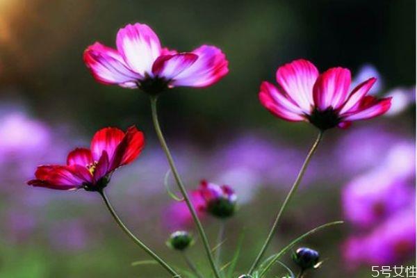 依米花是一种什么植物呢 依米花有什么作用呢 依米花是一种什么植物呢 依米花有什么作用呢