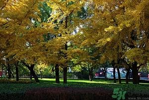 贴秋膘是什么时候?立秋贴秋膘的方法及五大禁忌人群 贴秋膘是什么时候?立秋贴秋膘的方法及五大禁忌人群