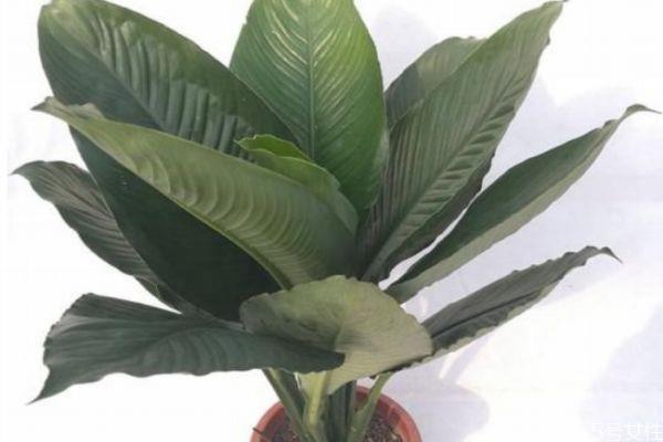 绿巨人是怎么样的植物呢 绿巨人有什么用呢 绿巨人是怎么样的植物呢 绿巨人有什么用呢