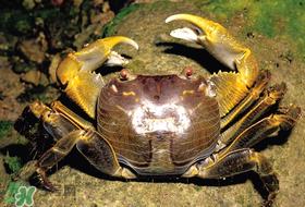 春天吃螃蟹应该选公的好还是母的好?春天螃蟹是公的好还是母的? 春天吃螃蟹应该选公的好还是母的好?春天螃蟹是公的好还是母的?