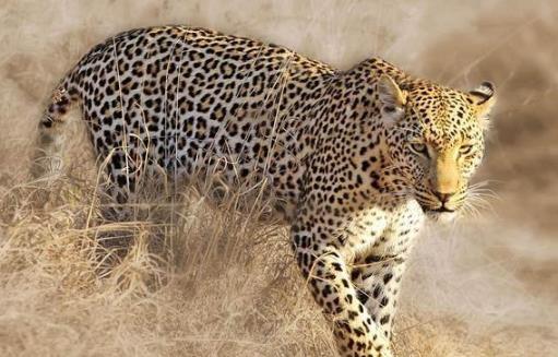 豹子的家族成员:原来豹子还分这么多类型