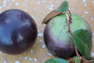 牛奶果怎么吃?牛奶果的功效与作用 牛奶果怎么吃?牛奶果的功效与作用