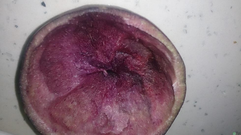 牛奶果怎么吃?牛奶果的功效与作用 牛奶果怎么吃?牛奶果的功效与作用