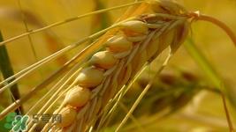 什么人不能吃粗粮?吃粗粮的禁忌事项 什么人不能吃粗粮?吃粗粮的禁忌事项