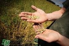 什么人不能吃粗粮?吃粗粮的禁忌事项 什么人不能吃粗粮?吃粗粮的禁忌事项