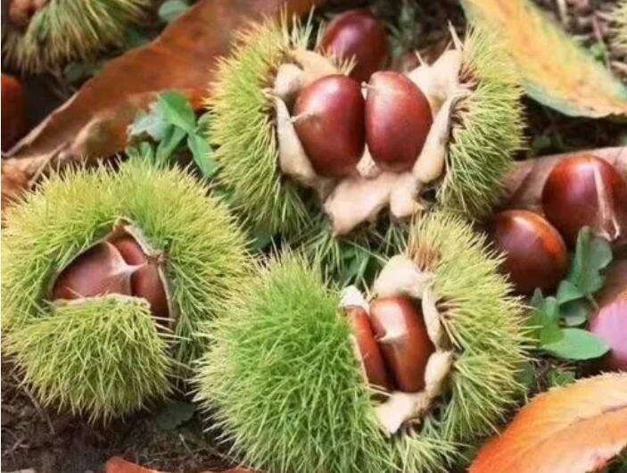 网络图片(侵删)