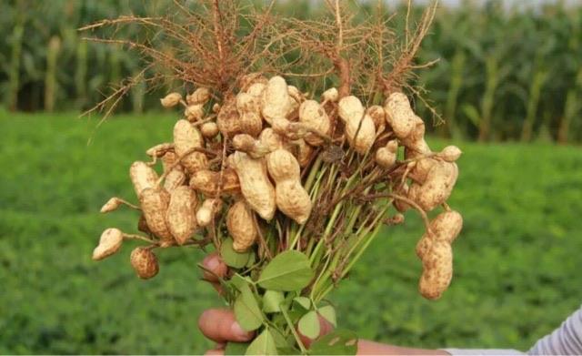 网络图片(侵删)