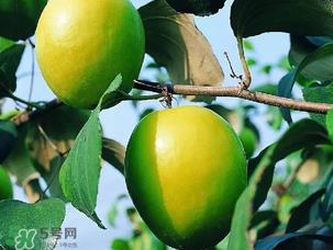 青枣吃多了会胖吗？吃青枣会不会发胖？