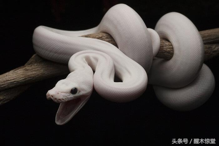 民间故事：老人坚持日行一善，白蟒助他躲过一劫