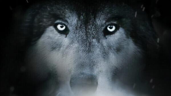 极度恐慌:比鬼故事还可怕的狼故事