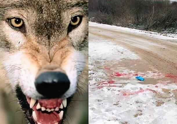 极度恐慌:比鬼故事还可怕的狼故事