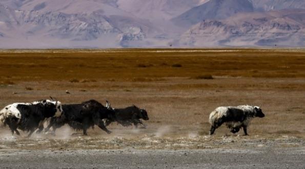 探秘中国四大无人区是哪里(罗布泊,阿尔金,可可西里,羌塘) 3
