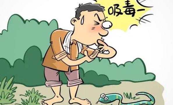 探秘用嘴吸蛇毒会中毒吗(应该怎样正确放毒血) 3