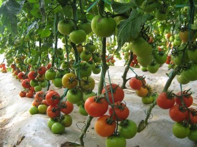 ​番茄怎么种植和管理（番茄的载培方法）