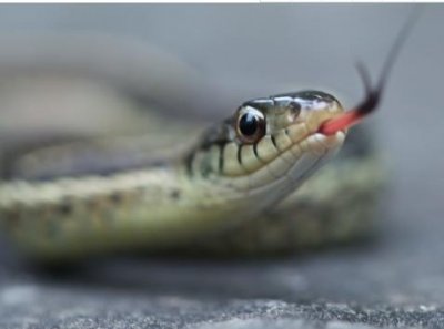 ​1977年属蛇人43岁大难 1977年属蛇的人是什么命