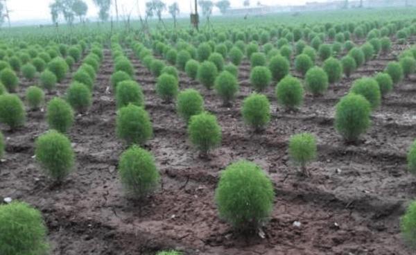 农村这种野草，农民专门拿来做扫帚，又是好吃的野菜，竟还治病！