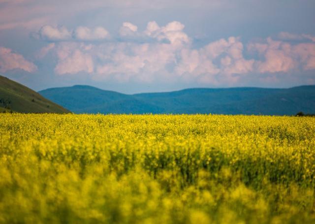 中国最大的草原，景色美到惊艳众人，被誉为世界美丽的花园
