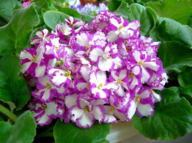 非洲紫罗兰植株小巧玲珑，花色斑斓，可四季开花，盆栽花卉推荐它