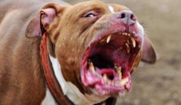 世界第一猛犬，美国比特犬