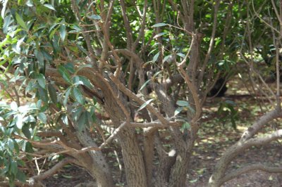 ​桂花的品种分类，桂花的品种分类及区别