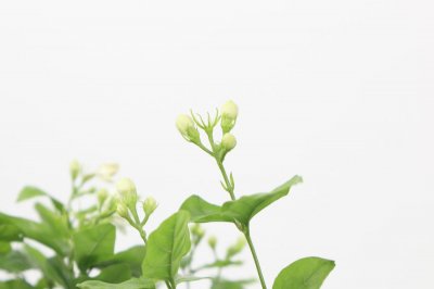 ​茉莉一盆养几棵，该怎么养？