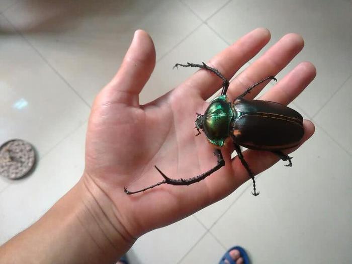 36年前我国宣布灭绝，最后一只卖20万，如今重现很多人不认识