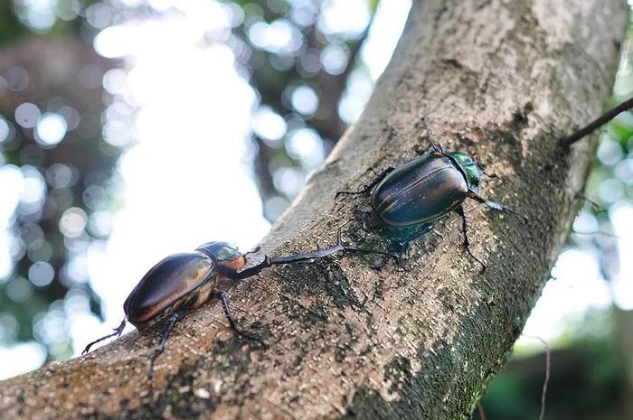 36年前我国宣布灭绝，最后一只卖20万，如今重现很多人不认识