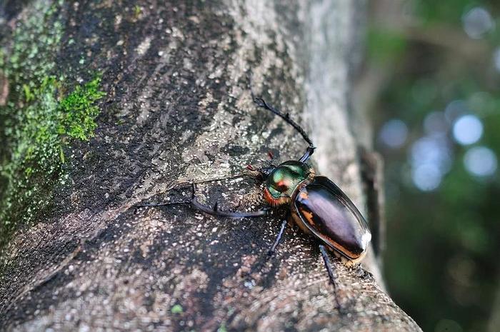 36年前我国宣布灭绝，最后一只卖20万，如今重现很多人不认识