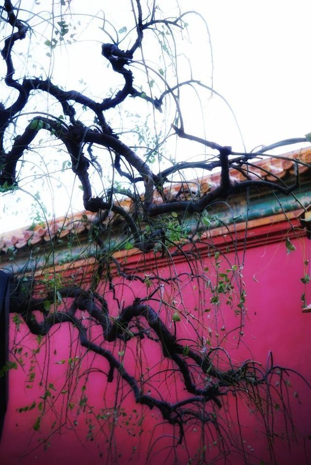 秋冬时节，游历北京故宫，宫苑深深讲述着过去
的故事