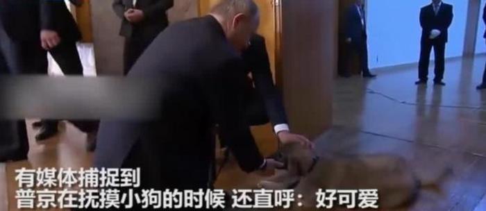 名人的宠物故事：普京获赠新宠物狗，德云社于谦老师的宠物最多