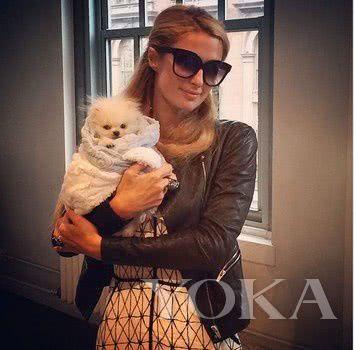 名人的宠物故事：普京获赠新宠物狗，德云社于谦老师的宠物最多