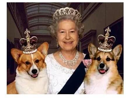 名人的宠物故事：普京获赠新宠物狗，德云社于谦老师的宠物最多