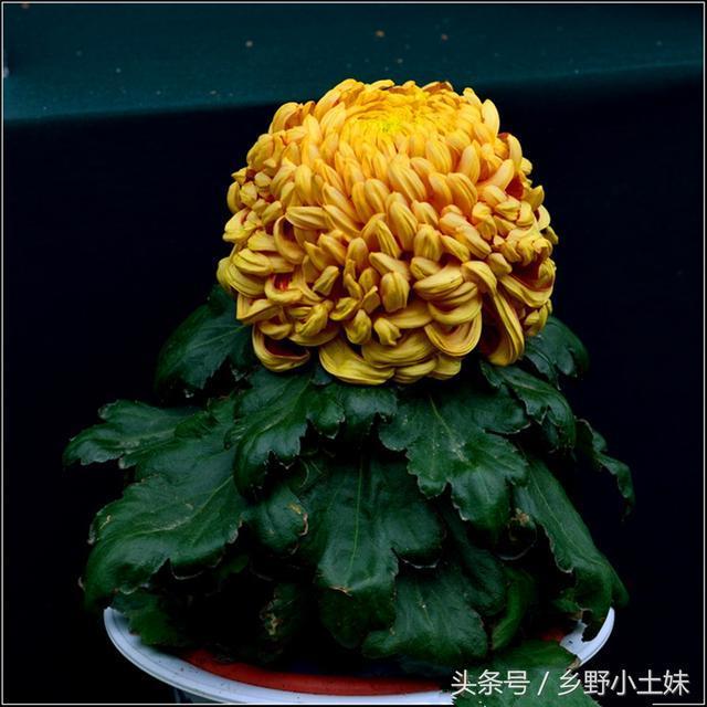 案头菊简易栽培技术!,2019年的故事