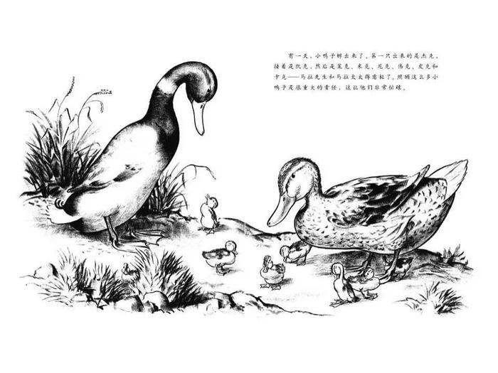 儿童绘本故事推荐《让路给小鸭子》