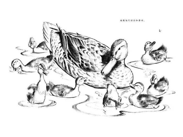 儿童绘本故事推荐《让路给小鸭子》