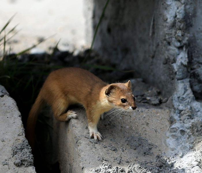 民间故事：黄鼠狼去报恩，宝贝送错地方，弄巧成拙反除恶霸