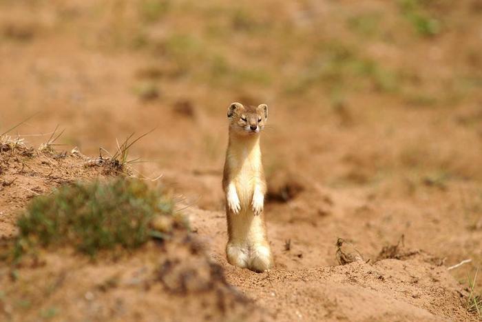 民间故事：黄鼠狼去报恩，宝贝送错地方，弄巧成拙反除恶霸