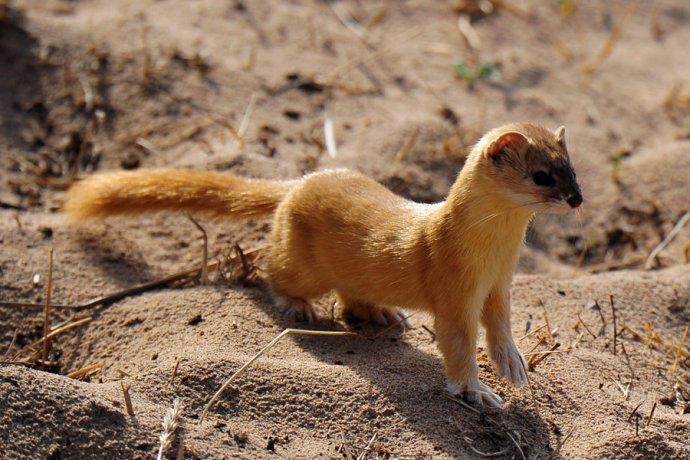 民间故事：黄鼠狼去报恩，宝贝送错地方，弄巧成拙反除恶霸