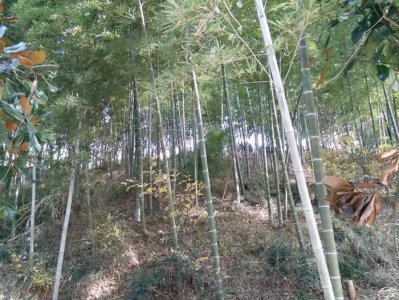 ​故事：男子和苗女过夜，两个月后，身体如同被上千只蚂蚁咬