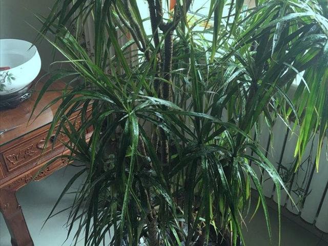 在家如何扦插龙血树和种植龙血树，从小树苗到大盆栽的故事