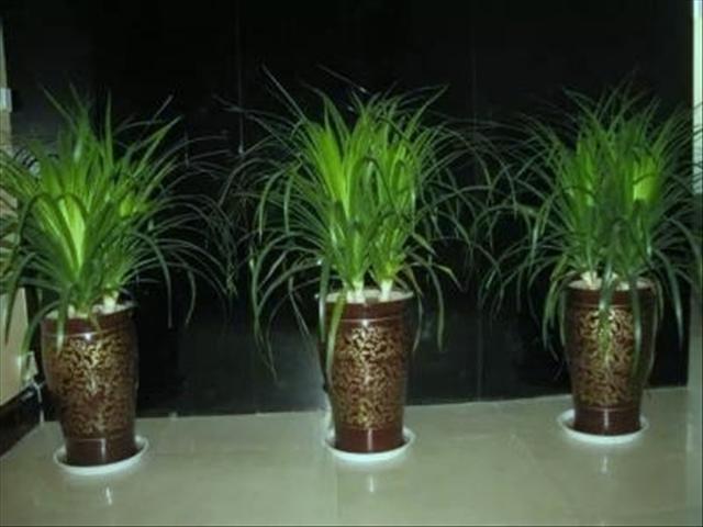 在家如何扦插龙血树和种植龙血树，从小树苗到大盆栽的故事